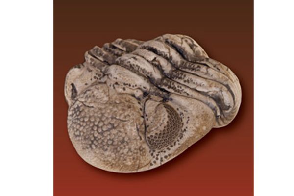 fossils, archaeology