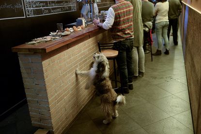 Some dogs enjoy restaurants just as much as humans.