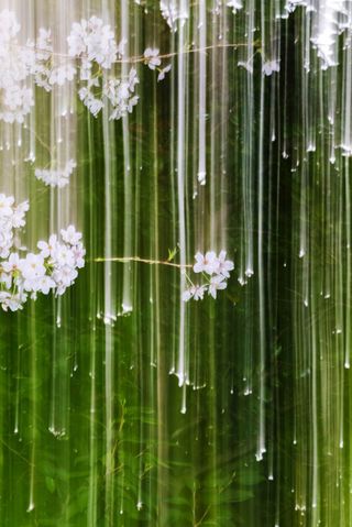 The vivid floral images of Yoshinori Mizutani's 'Sakura' series