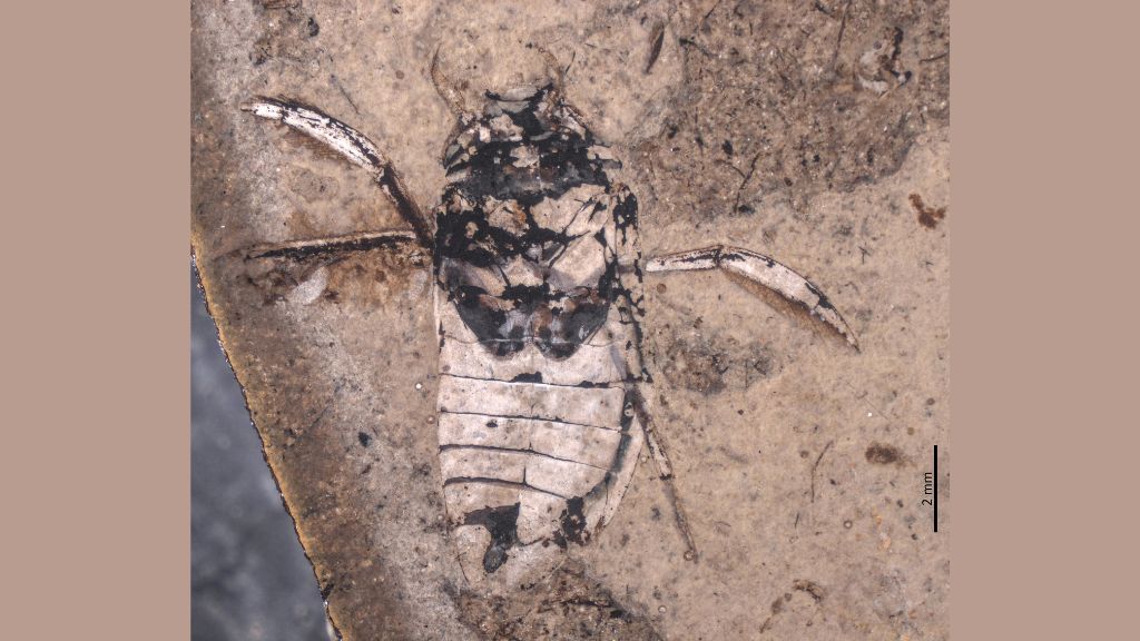 example of a Karataviella popovi specimen fossilized with eggs on its leg