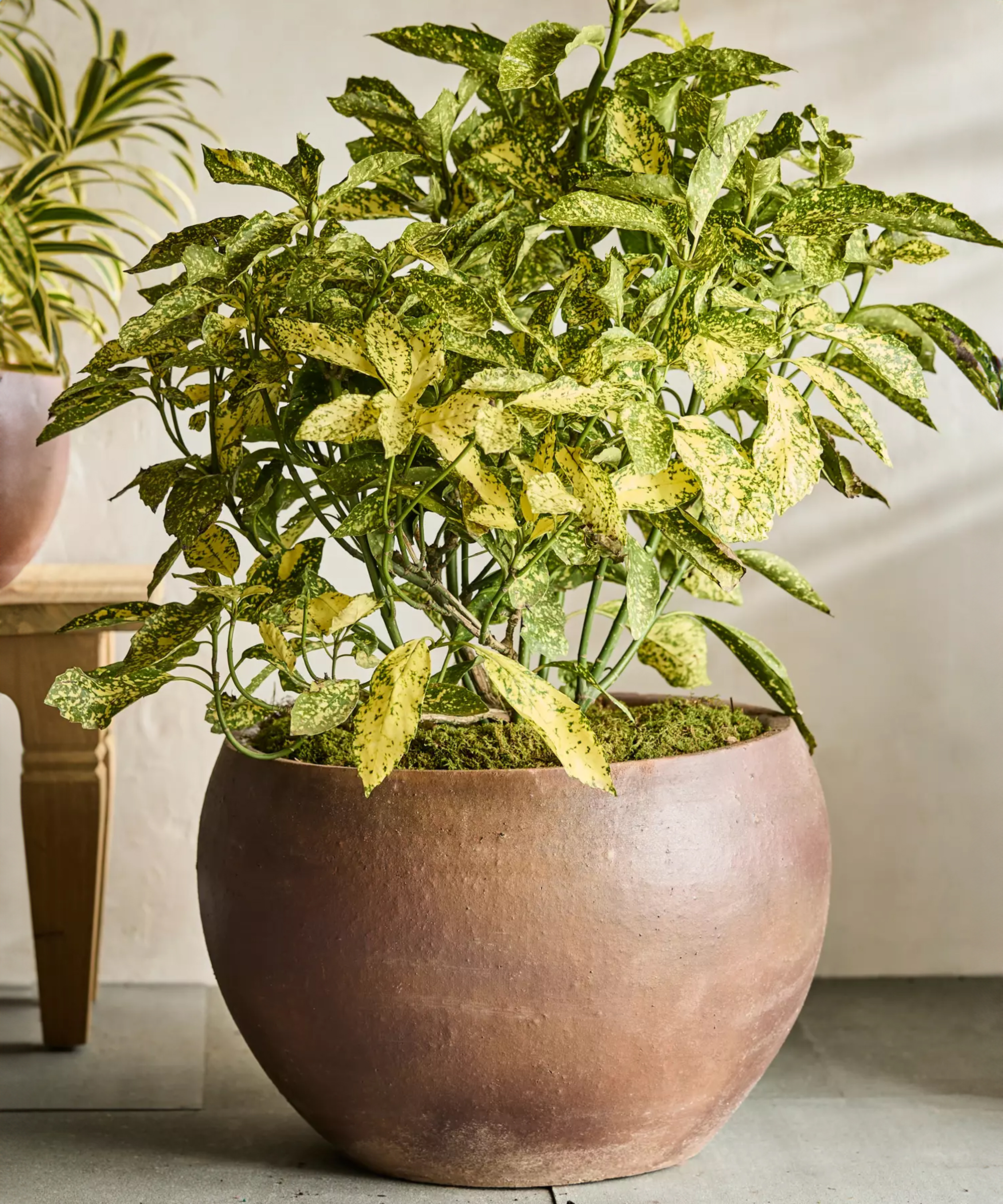 Terracotta planter from Terrain