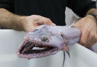 researcher with ratfish
