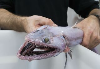 Lizard fish got their names because they bear a resemblance to lizards.