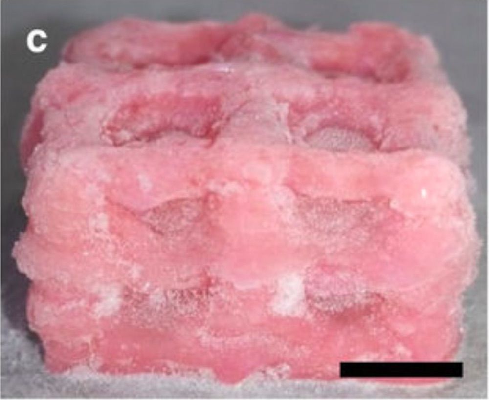 3d printing, brain scaffold