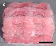 3d printing, brain scaffold