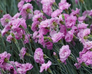 pinks or dianthus