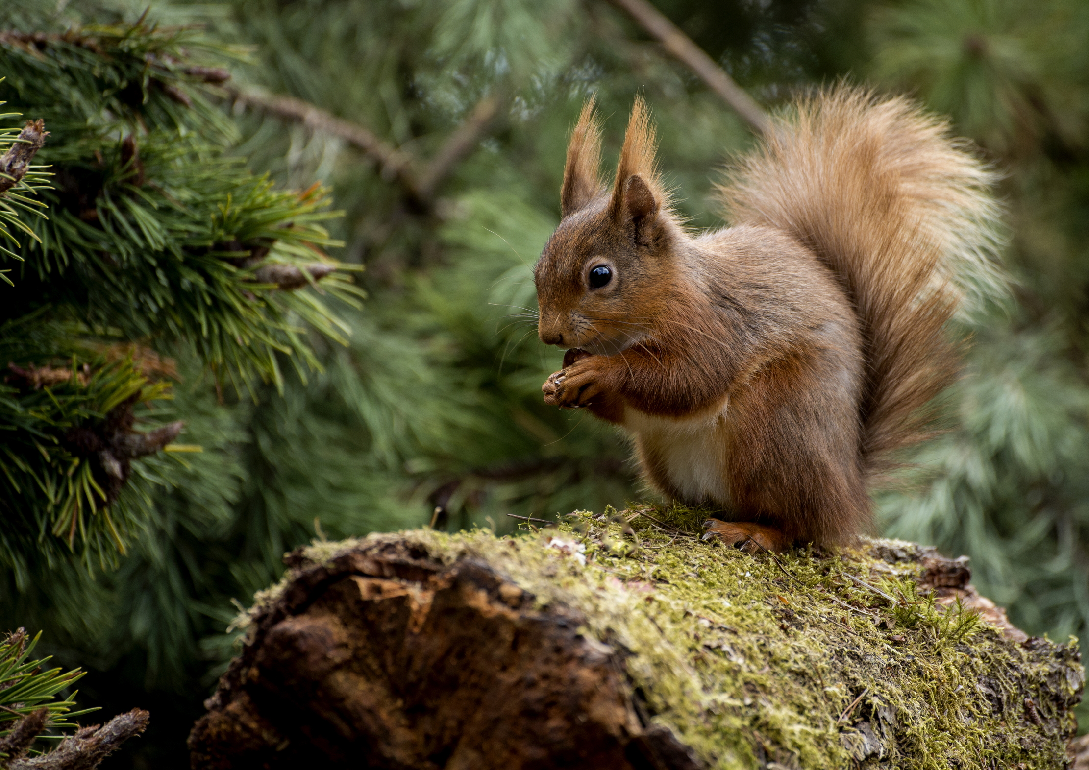 Red squirrels are some of the nation&#039;s favourite animals, but are coming under increasing pressure from non-native grey squirrels.