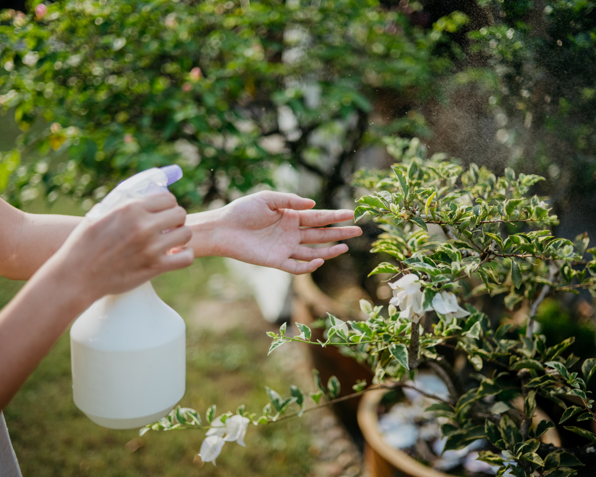 Close up of hand of a woman spraying water on plant leaves