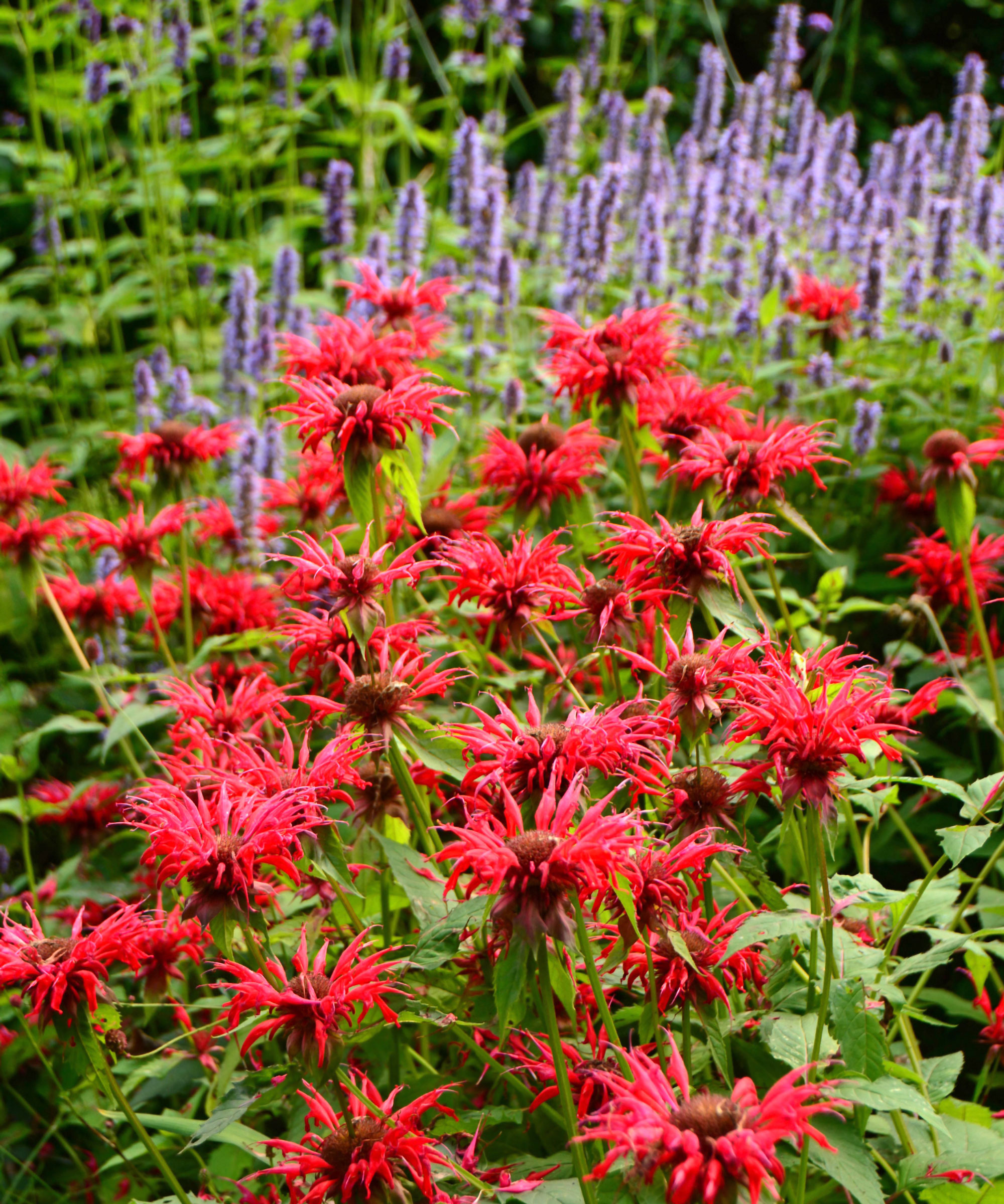 red monarda and pale purple salvia in garden border