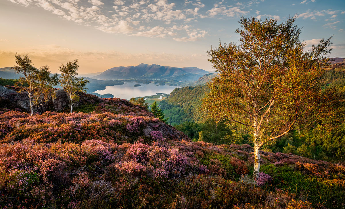 A scenic view of a valley at sunset, featuring purple heather, two birch trees, and mountains reflected in a tranquil lake