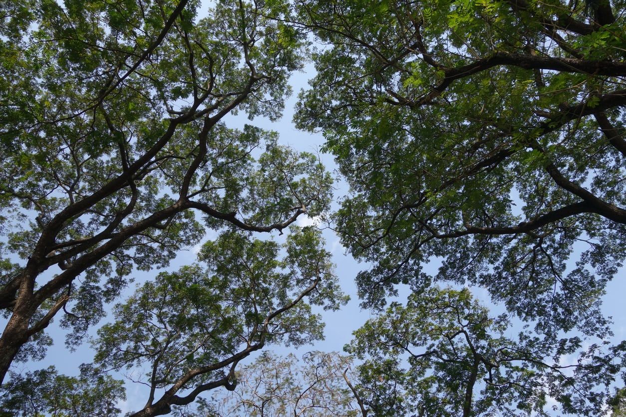 crown shyness