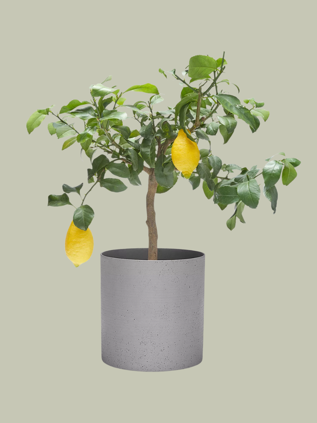 A potted lemon tree in a fibrestone planter from Patch Plants