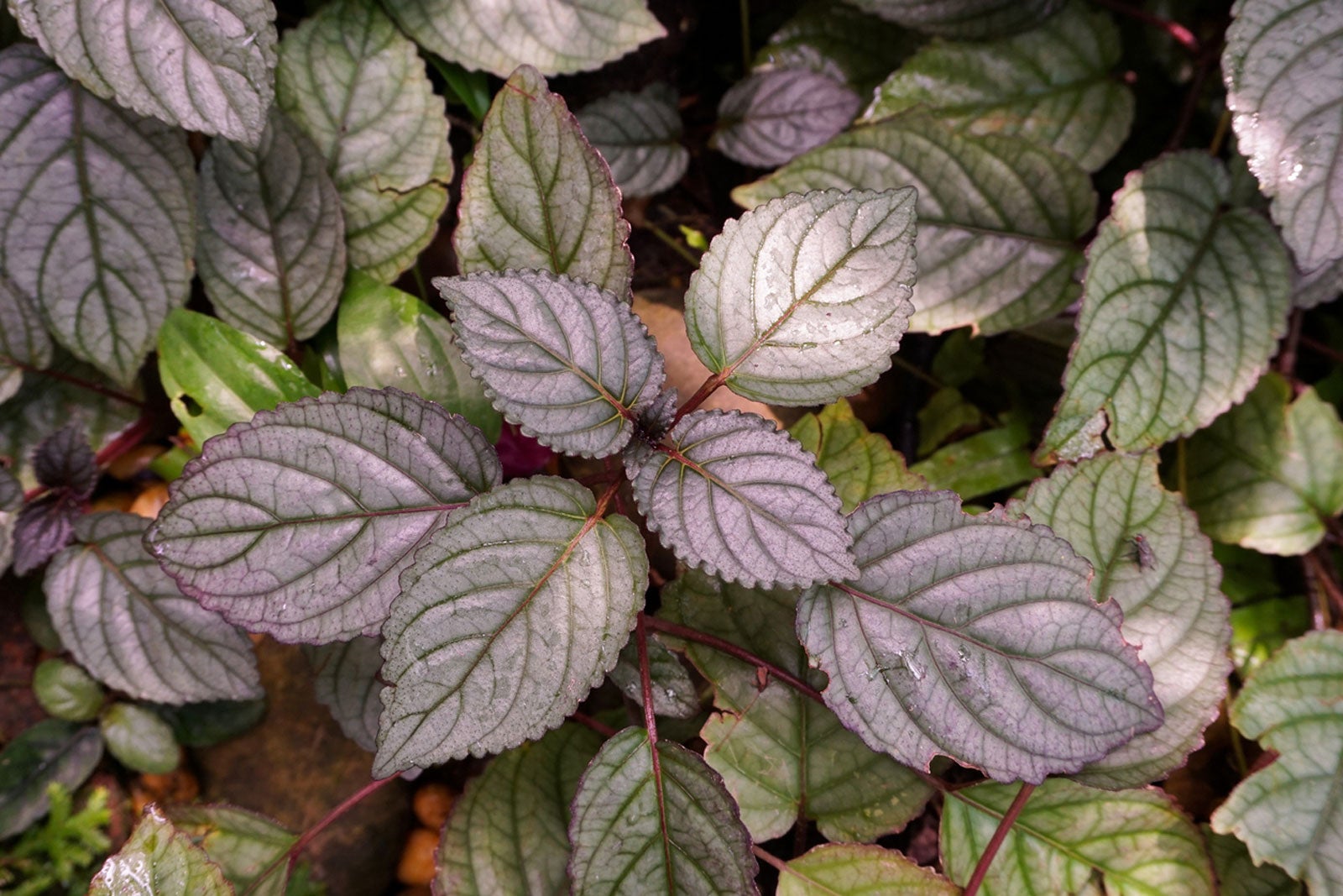 Waffle Plant Care - Tips For Growing Waffle Plants Indoors | Gardening Know  How