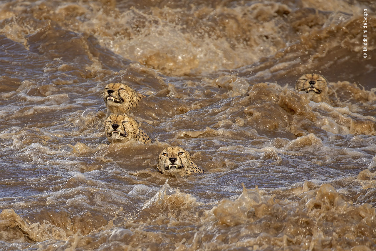 Ein Foto von vier männlichen Geparden, die über einen reißenden Fluss in Kenia schwimmen.
