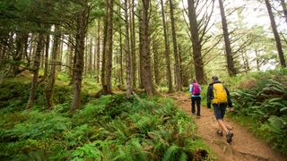 Two hikers on a forest trail