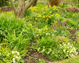 primroses, hellebores and daffoldils planted in a garden border in spring