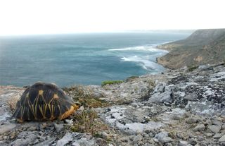 The radiated tortoise has disappeared from wide areas of its native habitat in southern Madagascar due to hunting for food and the illegal pet trade.