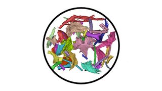 거북이 알 안에 숨겨진 배아 뼈의 단면 이미지.