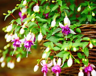 Purple and white fuchsia flowers in hanging basket