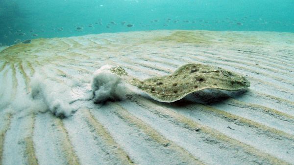 how to catch flounder