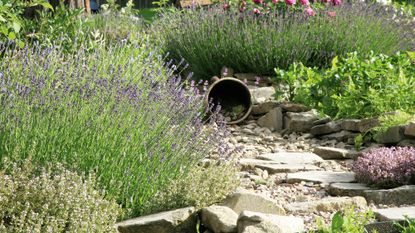 lavender growing in a rock garden