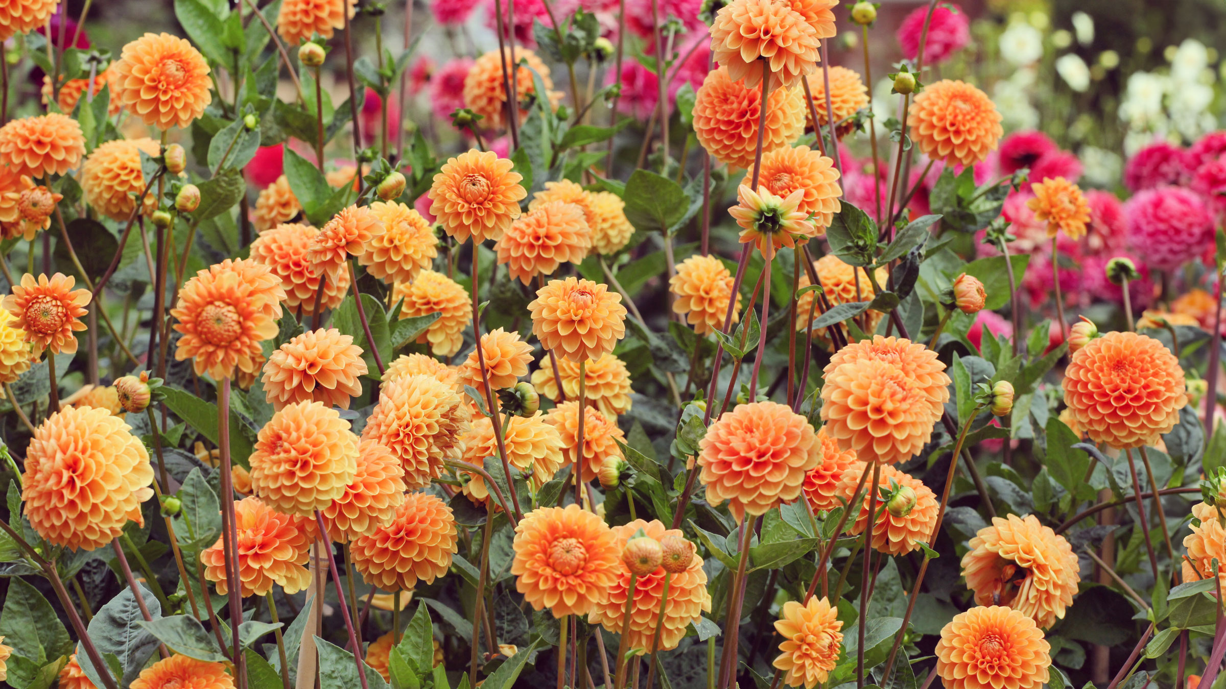 orange pompon ball dahlias in garden