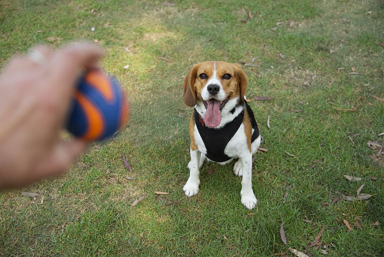 A beaglier will play fetch all day long... and then some.