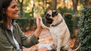 pug learning to do high 5