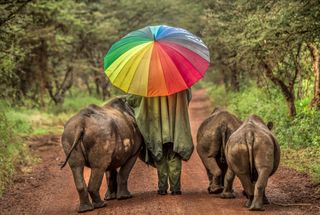 elephants with a person holding a bright umbrella between them