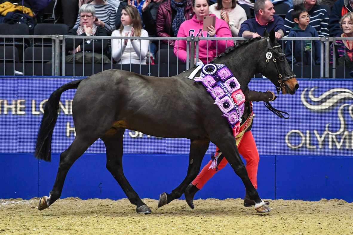 Hot Fuss was the oldest of the Olympia veteran champions