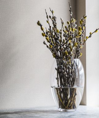 pussy willow branches in glass vase