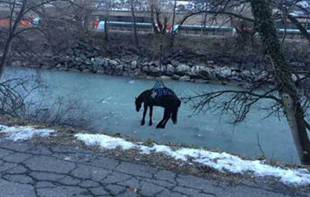 Helicopter used in horse river rescue