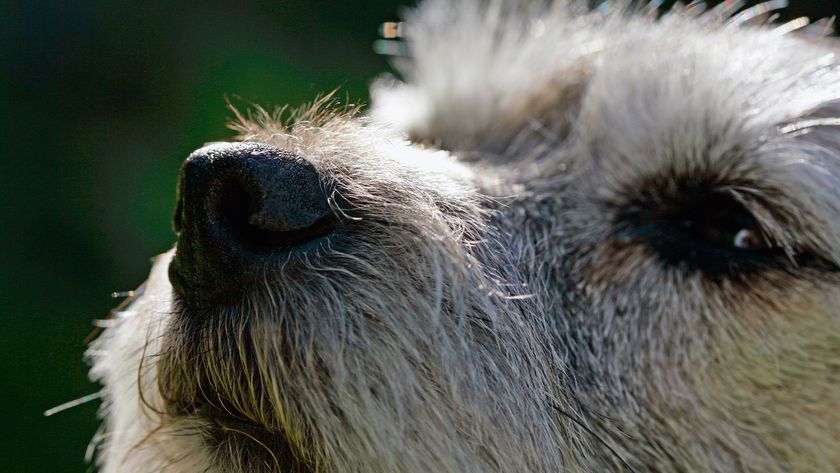 Dog with nose in the air, smelling