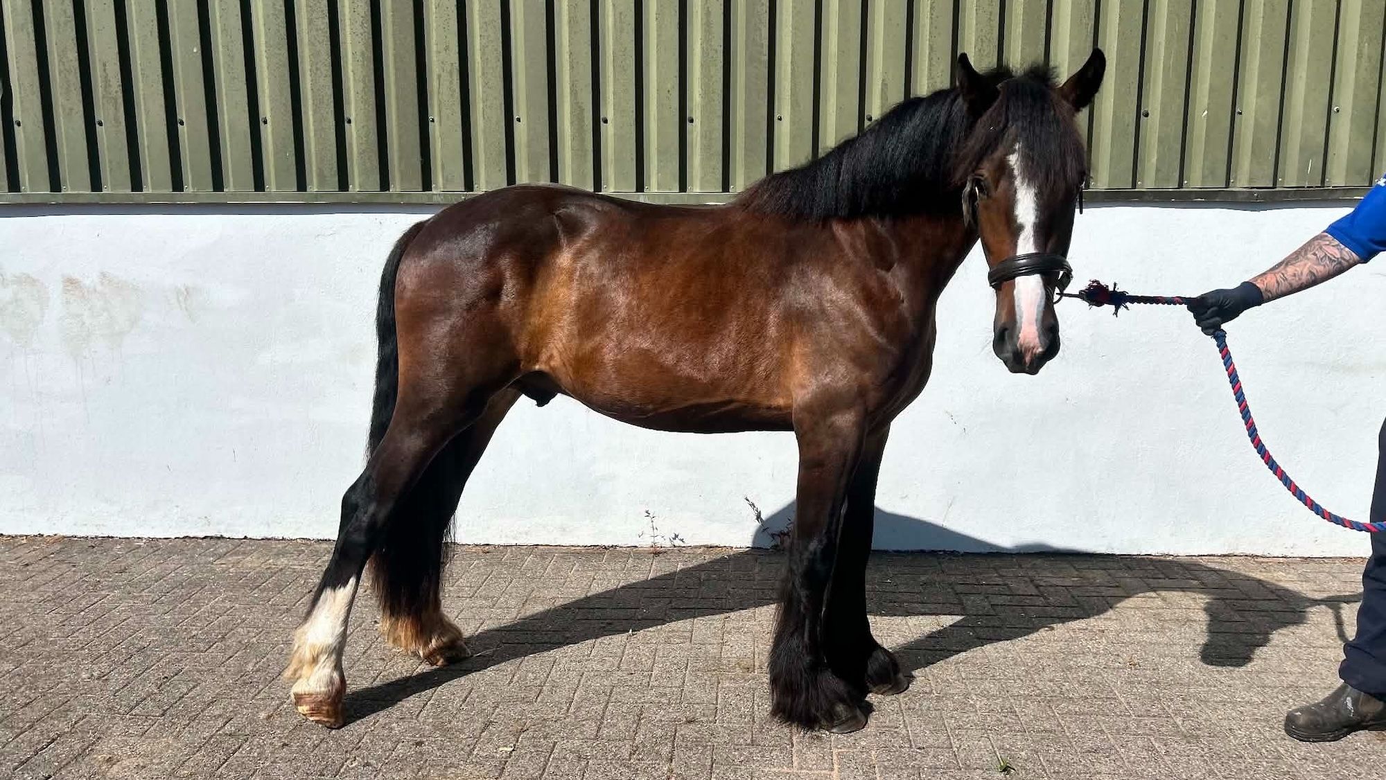 Two-year-old colt driven to the point of exhaustion highlights peak in cruelty cases