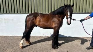 A bay colt being held by an RSPCA staff member