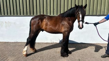 A bay colt being held by an RSPCA staff member