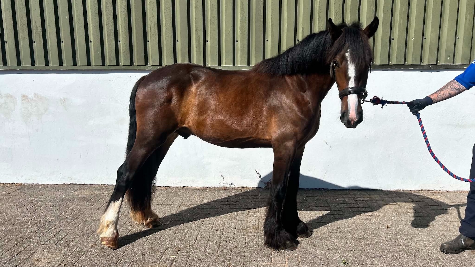 A bay colt being held by an RSPCA staff member