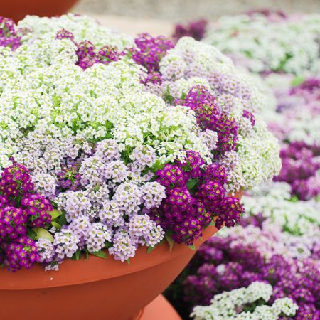 Large pot overflowing with tiny purple and white alyssum flowers