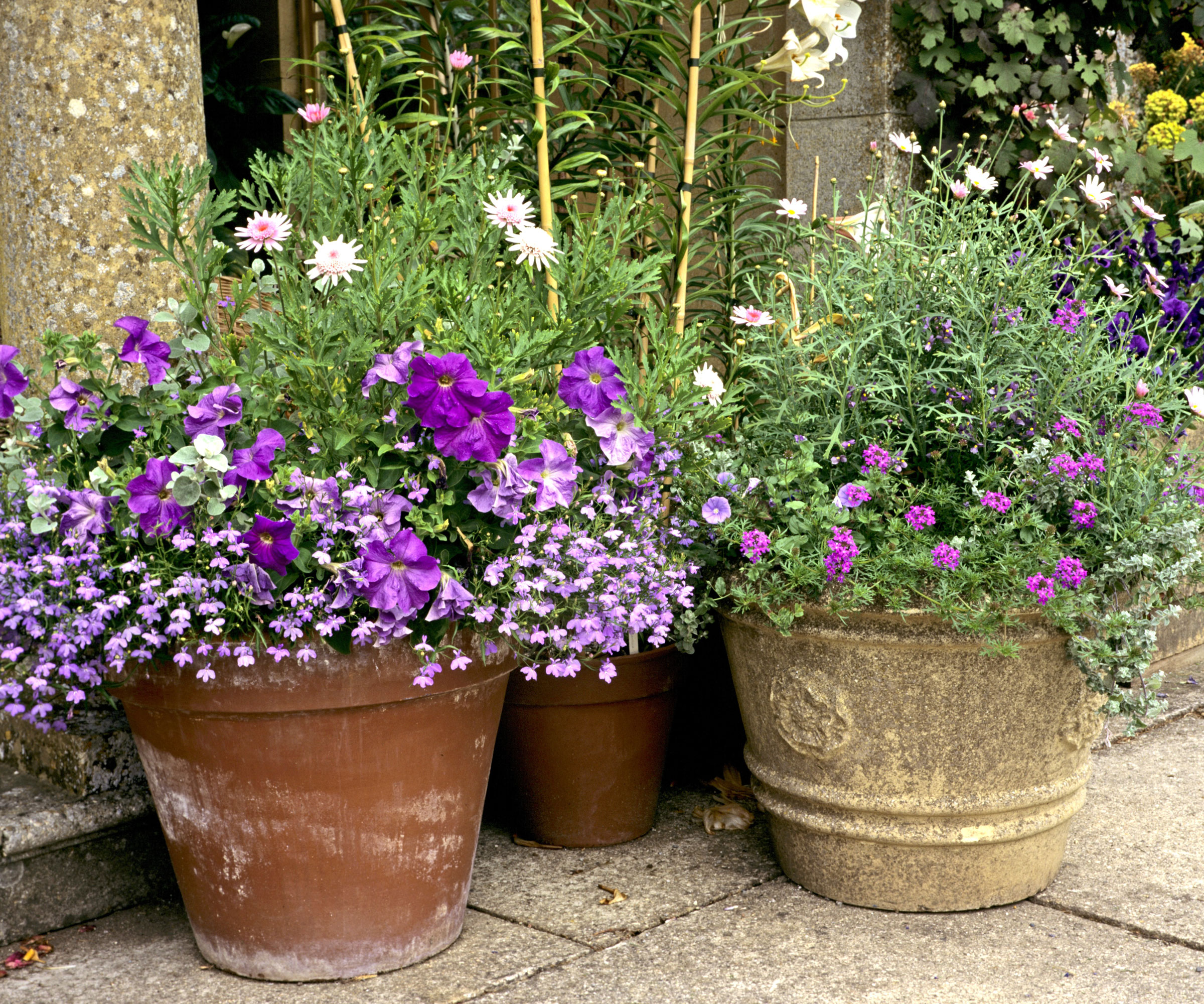 full sun stone and terracotta containers with purple flowers