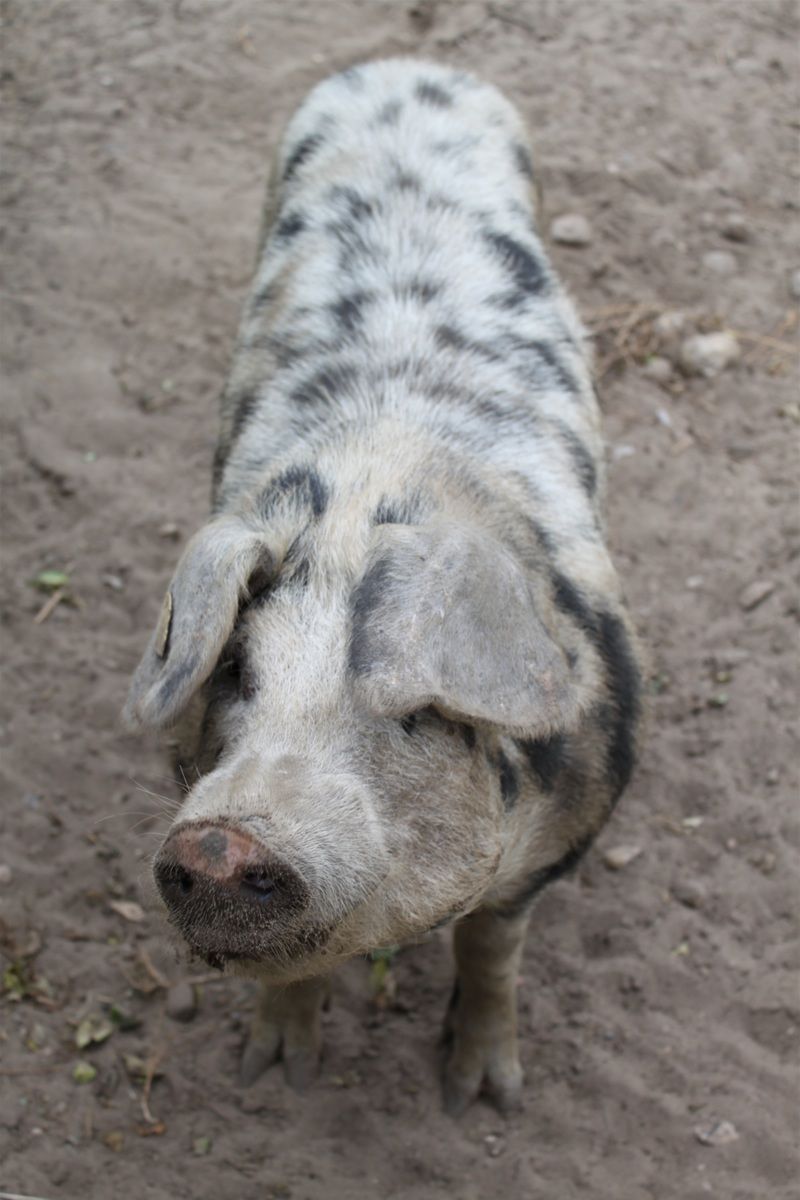 modern-day Bentheimer pig with black spots