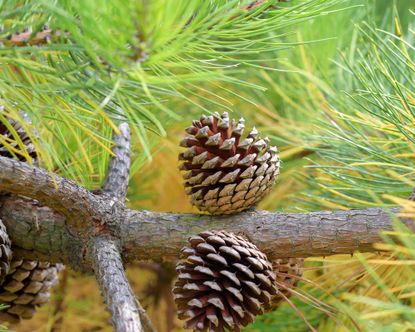 Best pine trees to grow: 11 choices for yards of all sizes | Gardeningetc