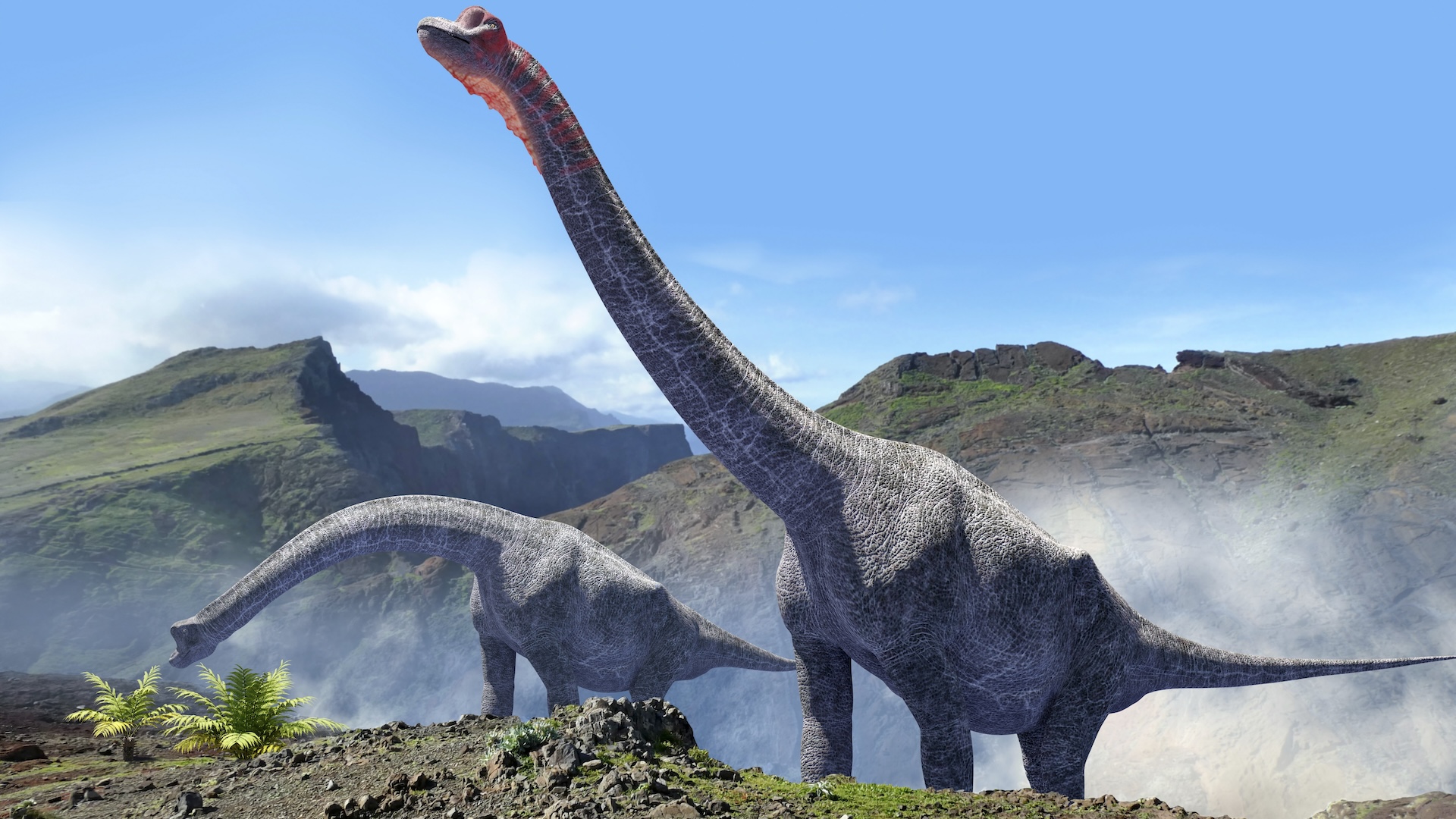 An illustration of a pair of brachiosaurus in a grassy, hilly landscape