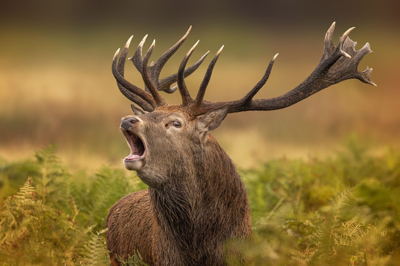 Wildlife