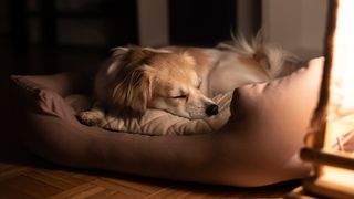 how to get a dog to sleep