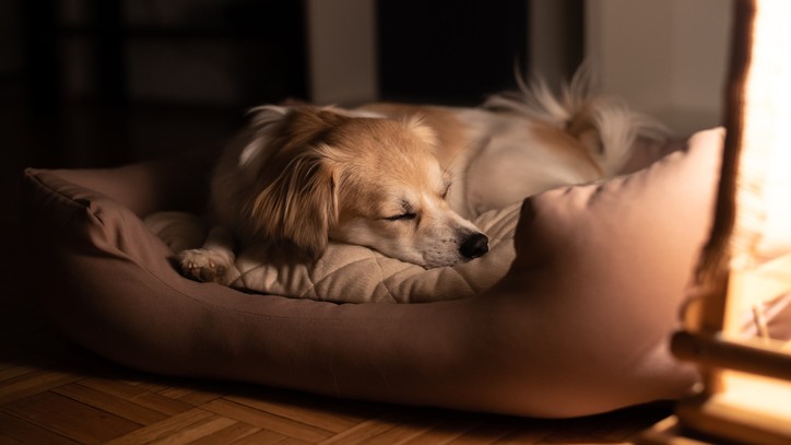 How to get a dog to sleep at outlet night