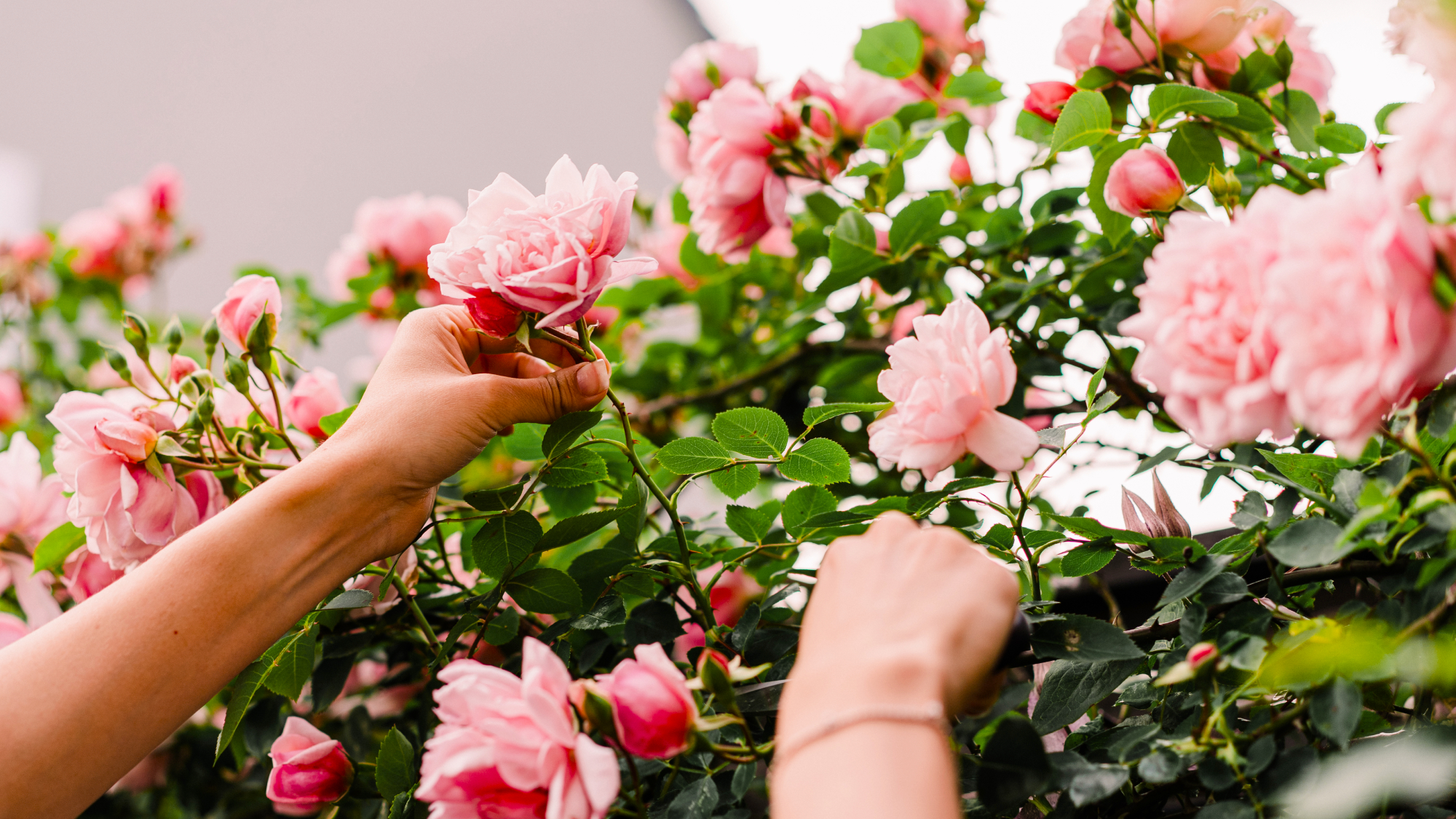 woman's hands pruning roses 