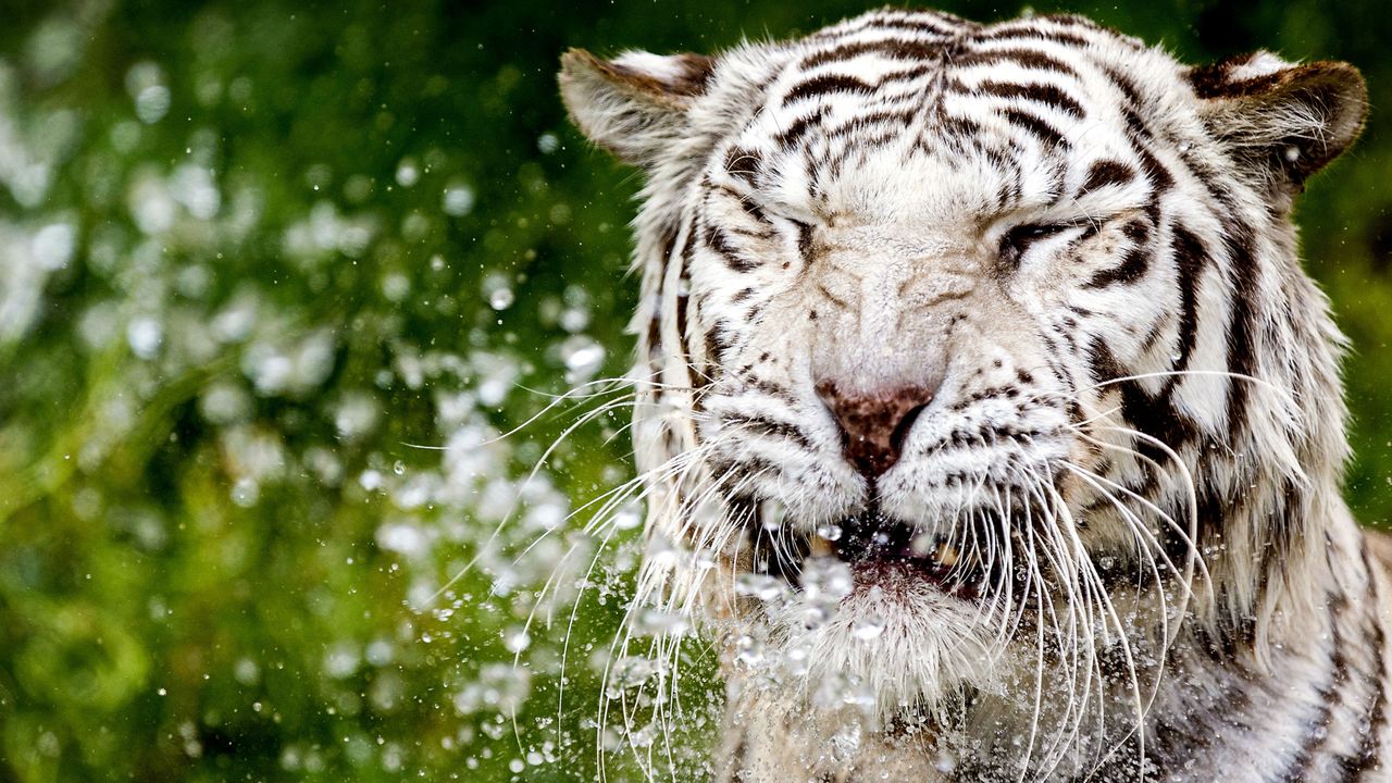 White tiger