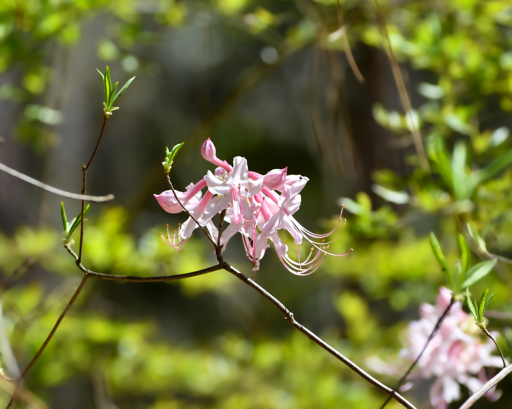 Light pink azalea flowers