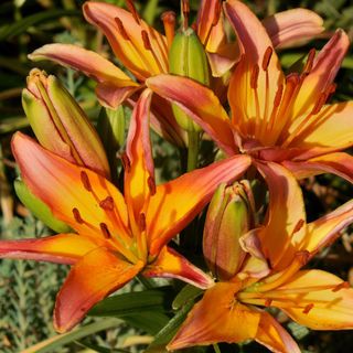 asiatic lillies with tight-budded on flower