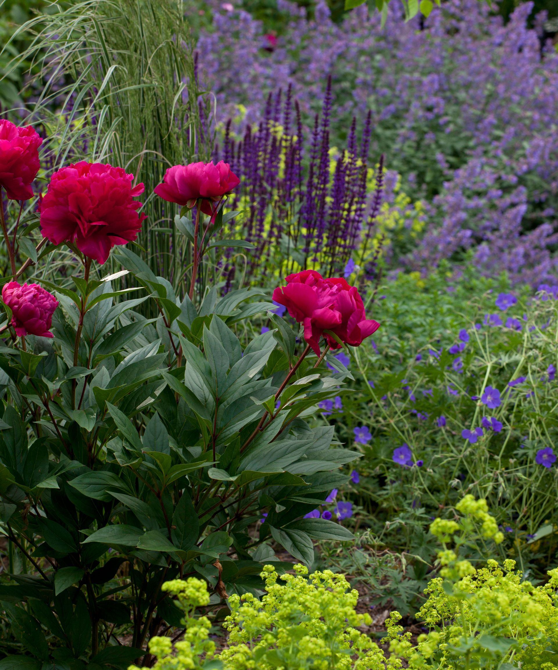 How to grow peonies to enjoy their glorious blooms Homes & Gardens